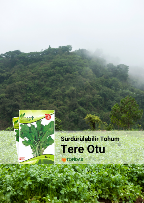 Tere otu tohumu 10 gr