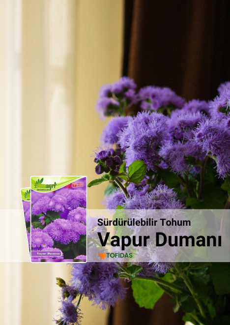 Vapur Dumanı Çiçeği Tohumu 50 adet tohum