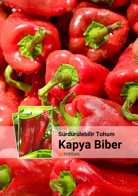 Yağlık Kapya Biber Tohumu 5 gr