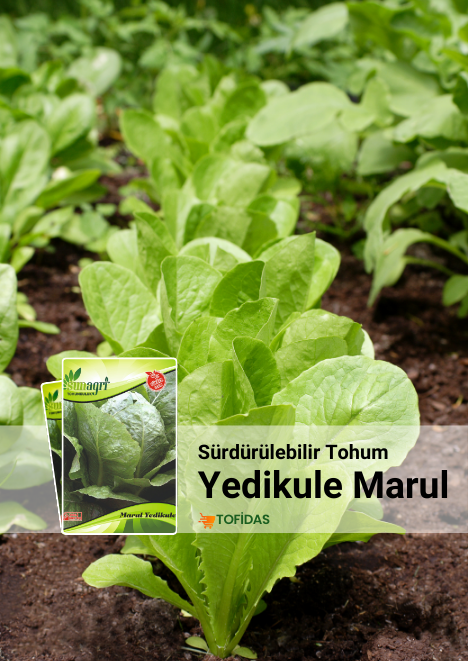Yedikule Marul Tohumu 5 g