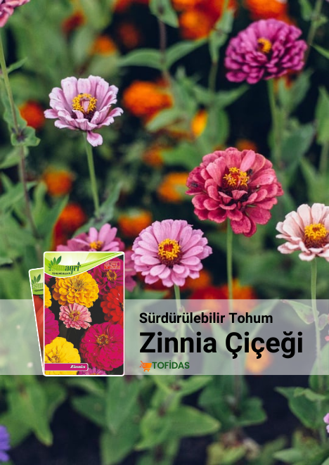 Zinnia Çiçek Tohumu 25 adet