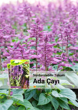 Adaçayı Tohumu 25 adet tohum