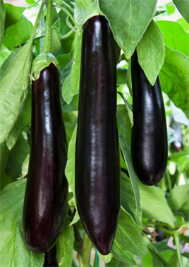 Aydın Siyahı Patlıcan Tohumu 5 gr
