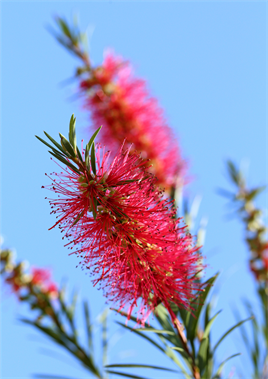 Fırça Ağacı Tohumu 20 Adet tohum