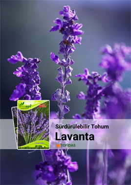 Lavanta Tohumu 25 adet tohum