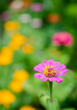 Zinnia Çiçek Tohumu 40 adet