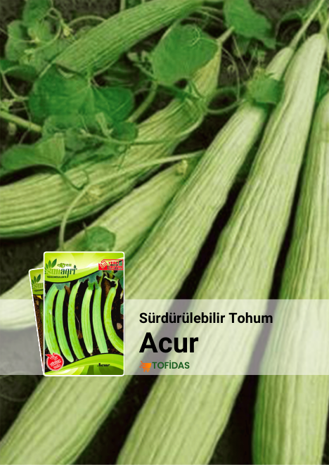 Acur Tohumu 5 gr