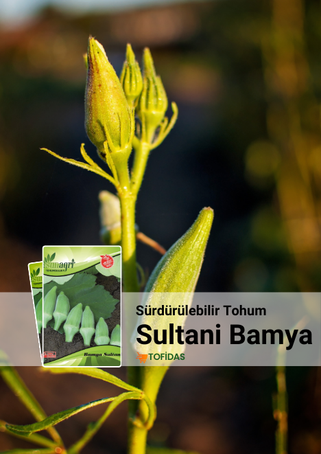 Bamya Sultani Çeşidi 10 gr