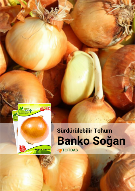 Banko Soğan Tohumu 5 gr tohum