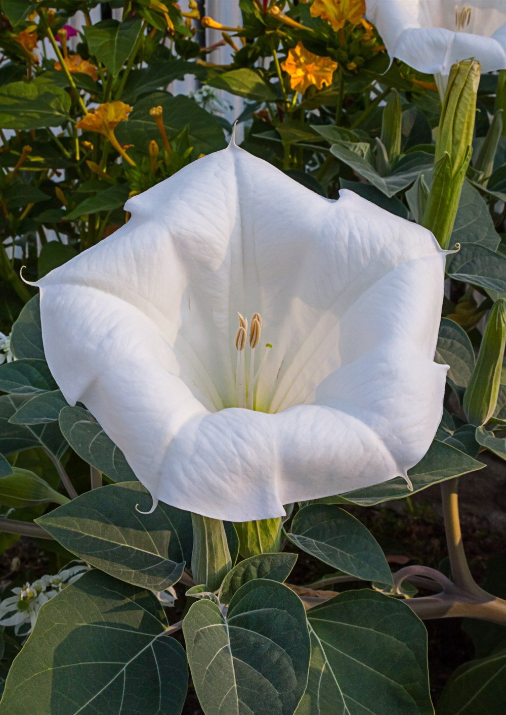 Beyaz Datura Çiçeği(gece güzeli) Tohumu 40 adet
