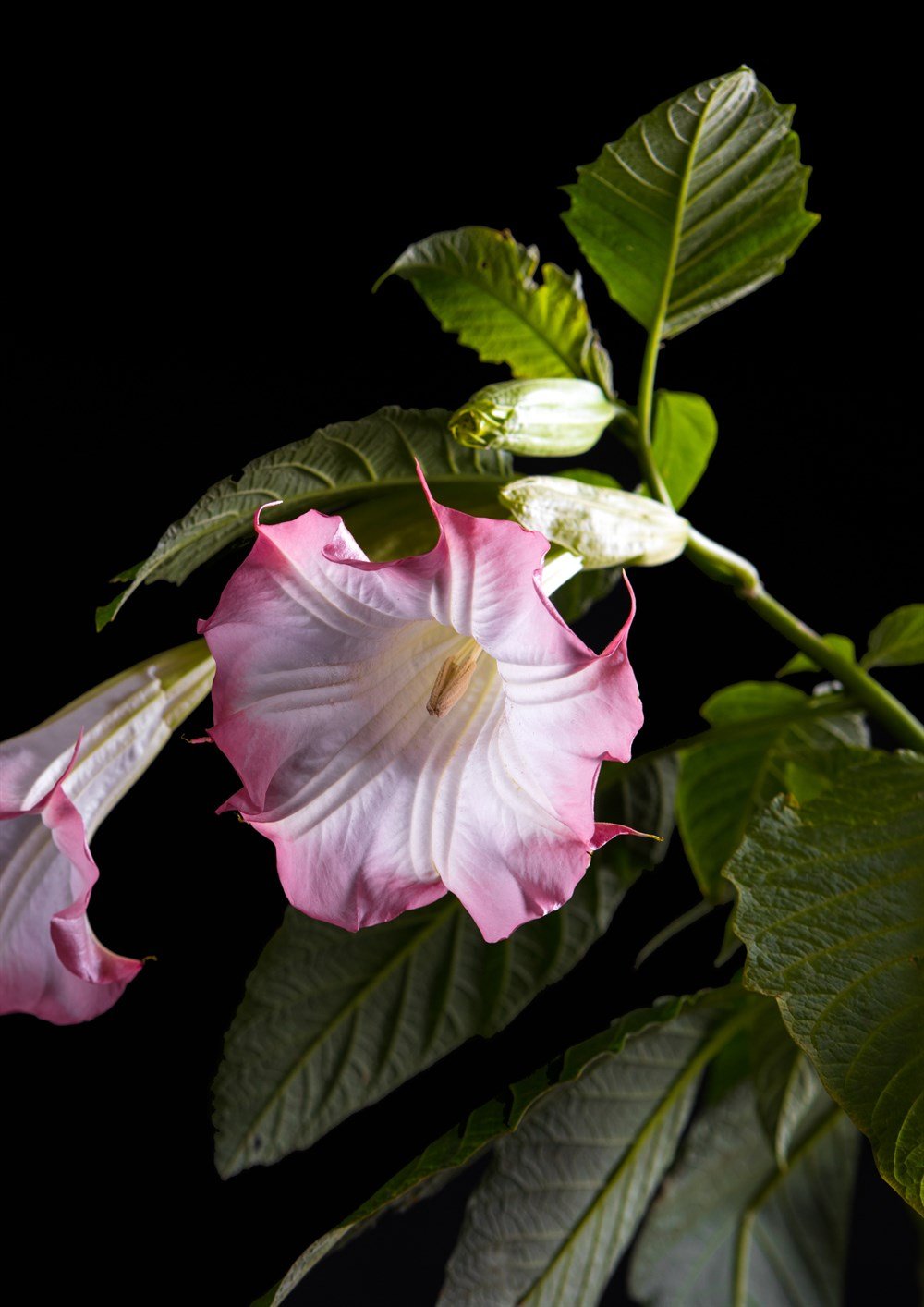 Beyaz Datura Çiçek Tohumu 40 adet