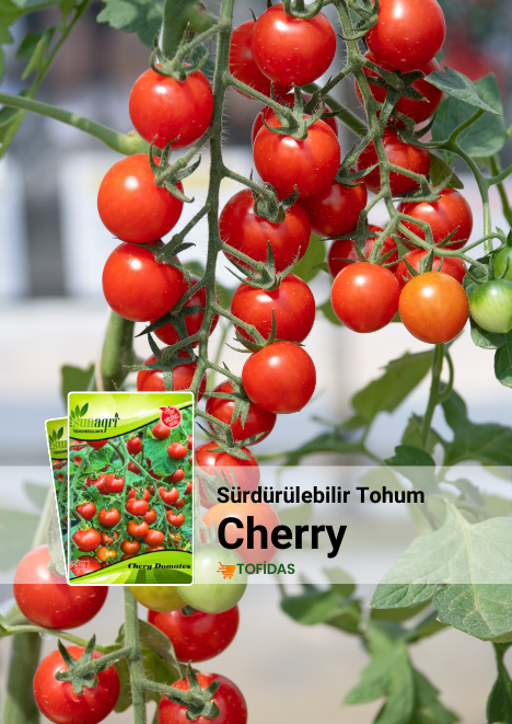Cherry Domates Tohumu 400 adet tohum