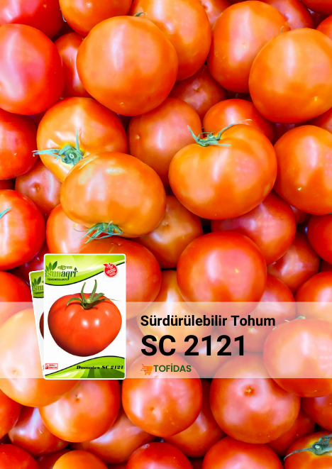 Domates Tohumu  SC 2121 Standart 5 gr