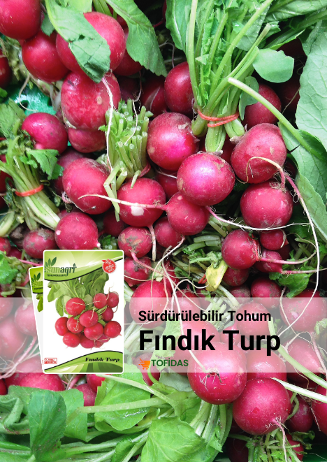 Fındık Turp Tohumu 10 gr