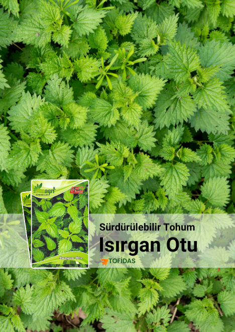 Isırgan Otu 50 adet tohum