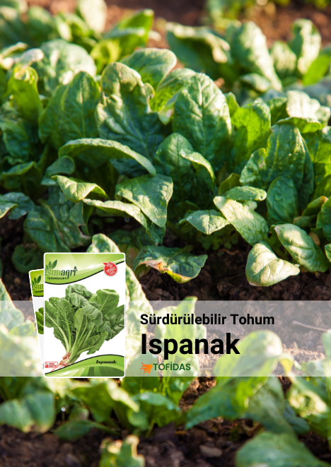 Ispanak Tohumu 10 gr