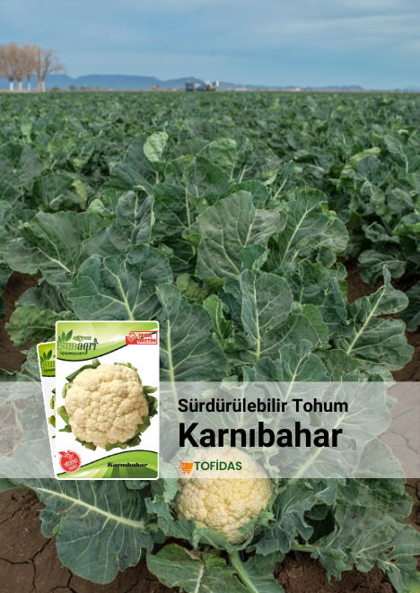 Karnabahar Tohumu 105 adet
