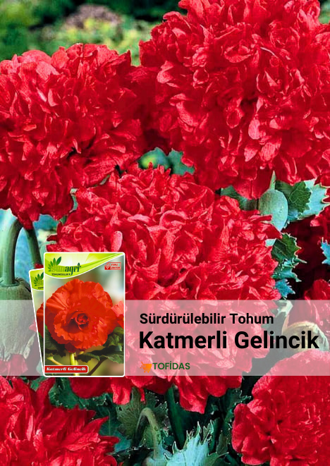 Katmerli Gelincik Çiçeği Tohumu 25 Adet Tohum