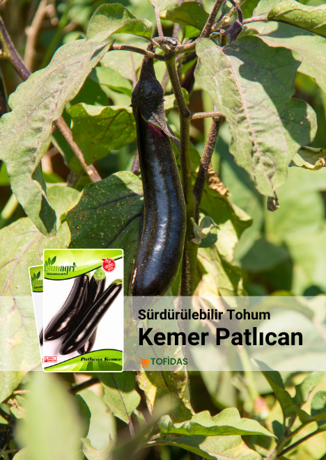Kemer Patlıcan Tohumu 5 gr