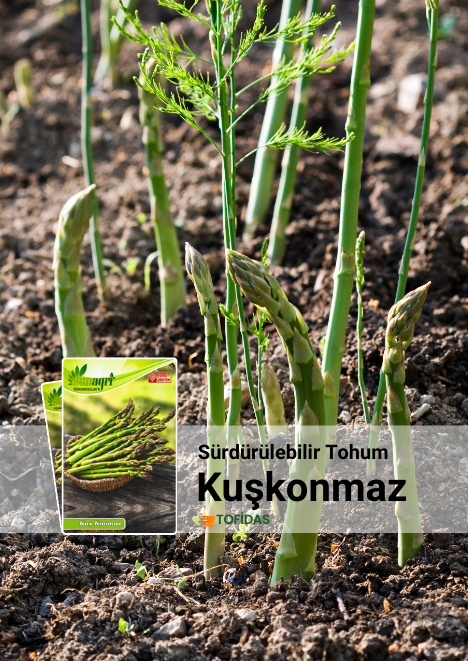Kuşkonmaz Tohumu