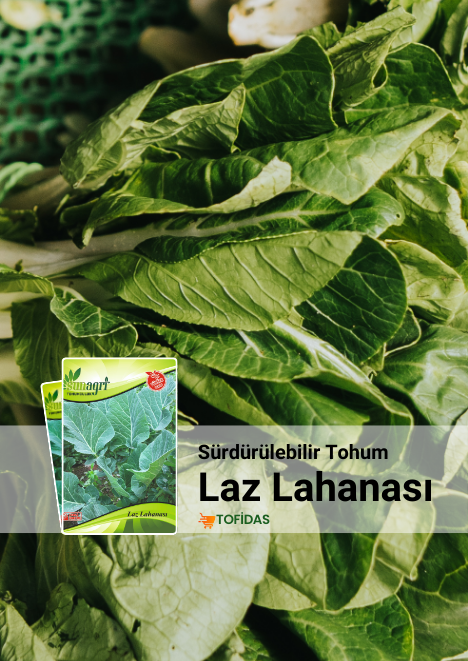 Laz Lahanası Tohumu 5 g