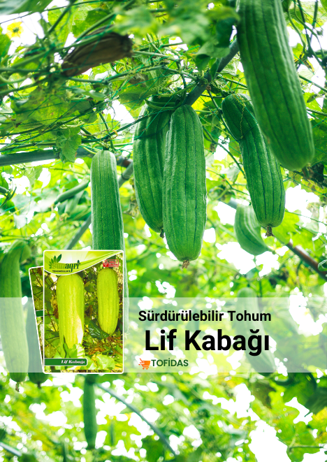 Lif Kabağı Tohumu