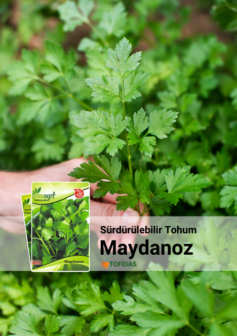 Maydanoz Tohumu 10 gr