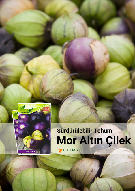 Mor Altın Çilek 20 Adet Tohum