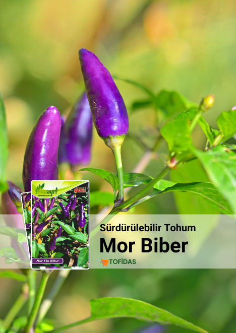 Mor Cin Biber 50 Adet Tohum