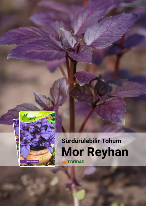 Mor Reyhan Tohumu 100 adet tohum