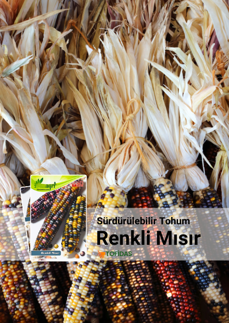 Renkli Mısır Gök Kuşağı Mısır 10 adet tohum