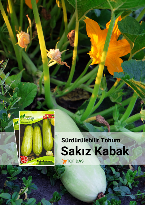 Sakız Kabak Tohumu 10 g