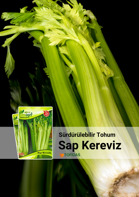 Sap Kereviz Tohumu