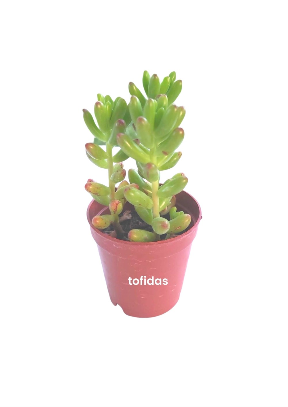 Sukulent Çeşitleri 18 adet 9 çeşitten ikişer adet uygun fiyatlara