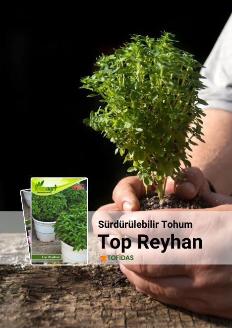 Top Reyhan Tohumu 100 adet tohum