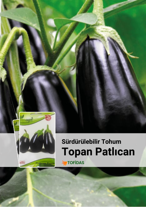 Topan Patlıcan Tohumu 5 gr