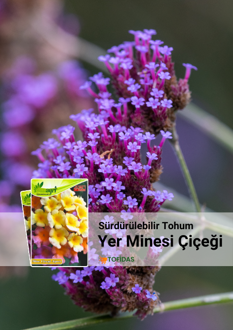 Yer Minesi Çiçeği 10 Adet Tohum