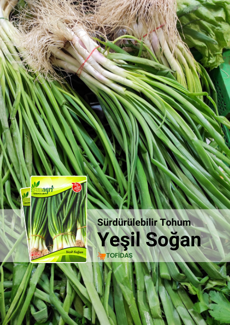 Yeşil Soğan Tohumu 2 gr