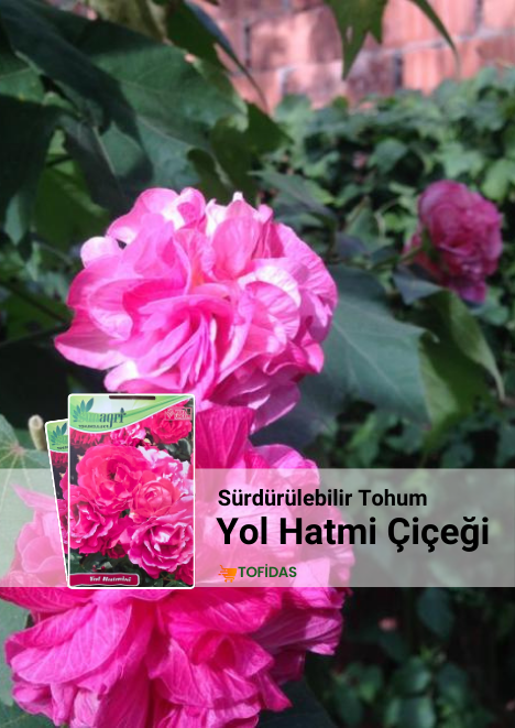 Yol Hatmi Çiçeği Tohumu