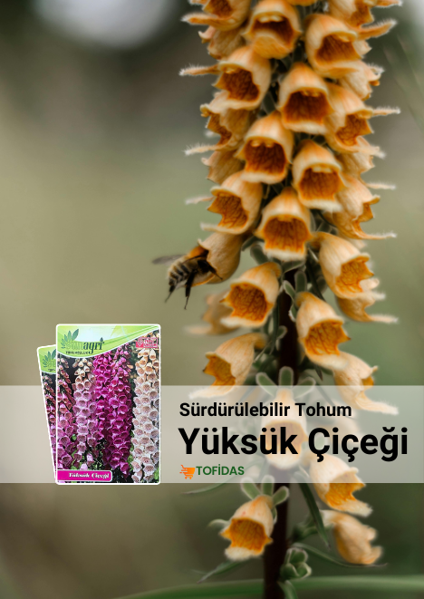 Yüksük Çiçeği Tohumu