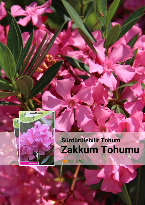 Zakkum Ağacı Tohumu 