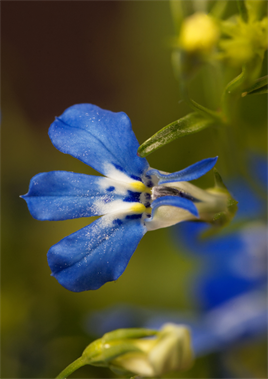 Mavi Lobelya Çiçeği Tohumu 20 adet tohum