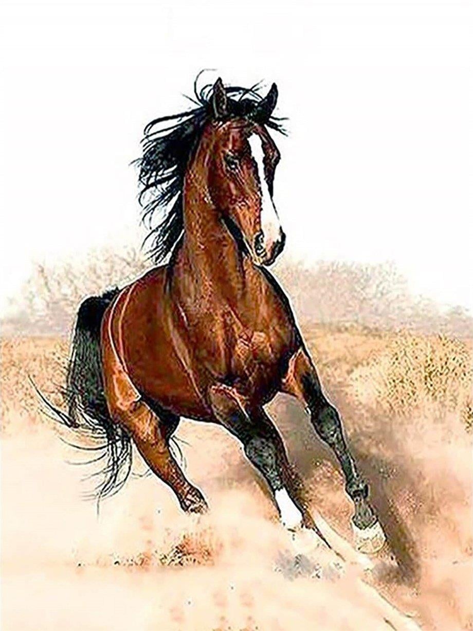 Arap Atı Sayılarla Boyama Seti 40x50 cm (Tuvale Gerili)