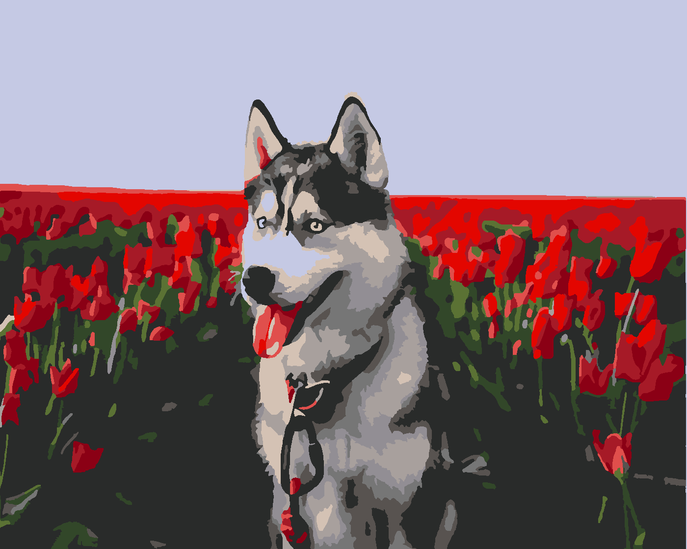 GELİNCİK TARLASINDAKİ HUSKY Boyama Seti 40x50 cm (Tuvale Gerili)