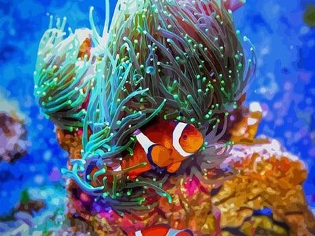 Kayıp Balık Nemo Sayılarla Boyama Seti 40x50 cm (Tuvale Gerili)