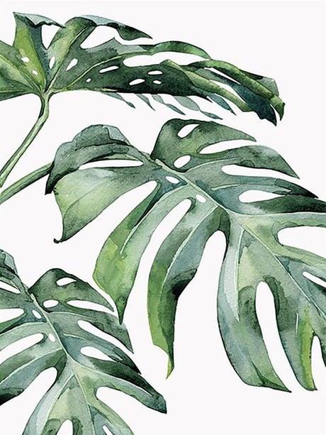 Monstera Sayılarla Boyama Seti 40x50 cm (Tuvale Gerili)
