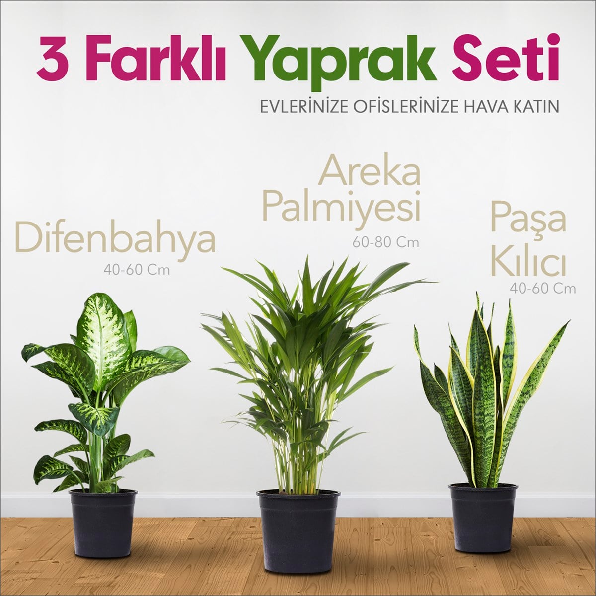 3 Farklı Yaprak Seti - Difenbahya - Arka Palmiyesi - Paşa Kılıcı
