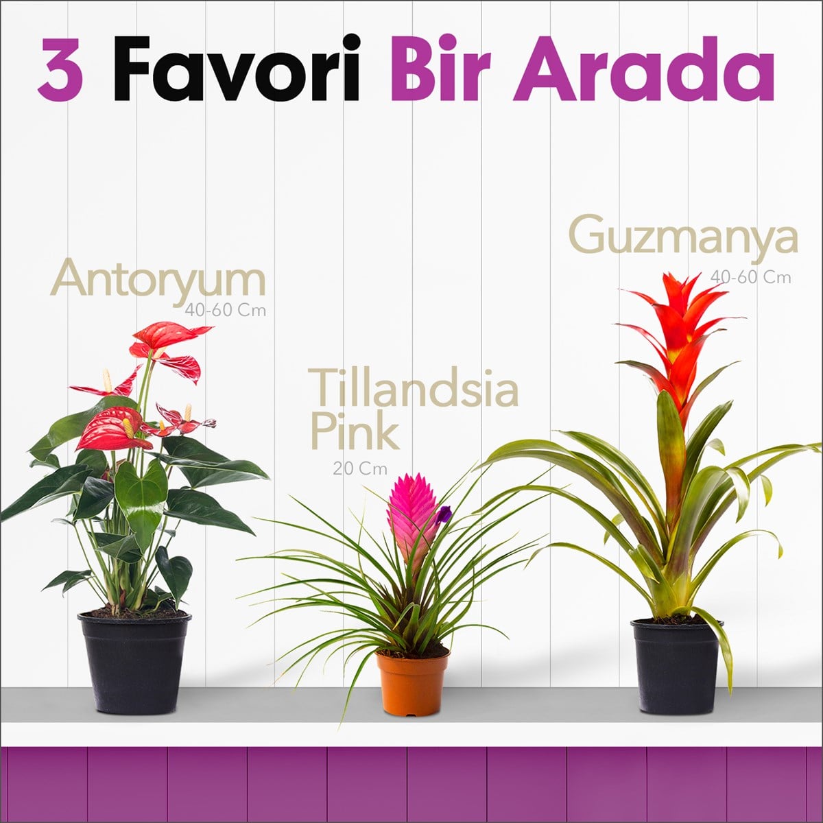 3 Favori 1 Arada - Antoryum - Guzmanya - Tillandsia