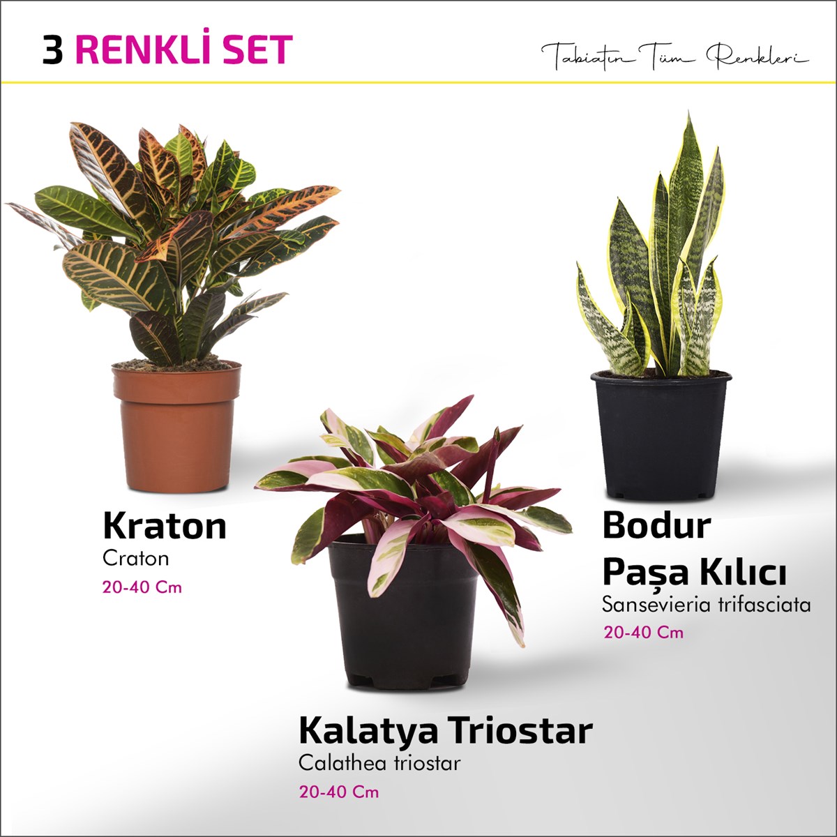 3 Renkli Set - Kalatya Triostar - Bodur Paşa Kılıcı - Kraton