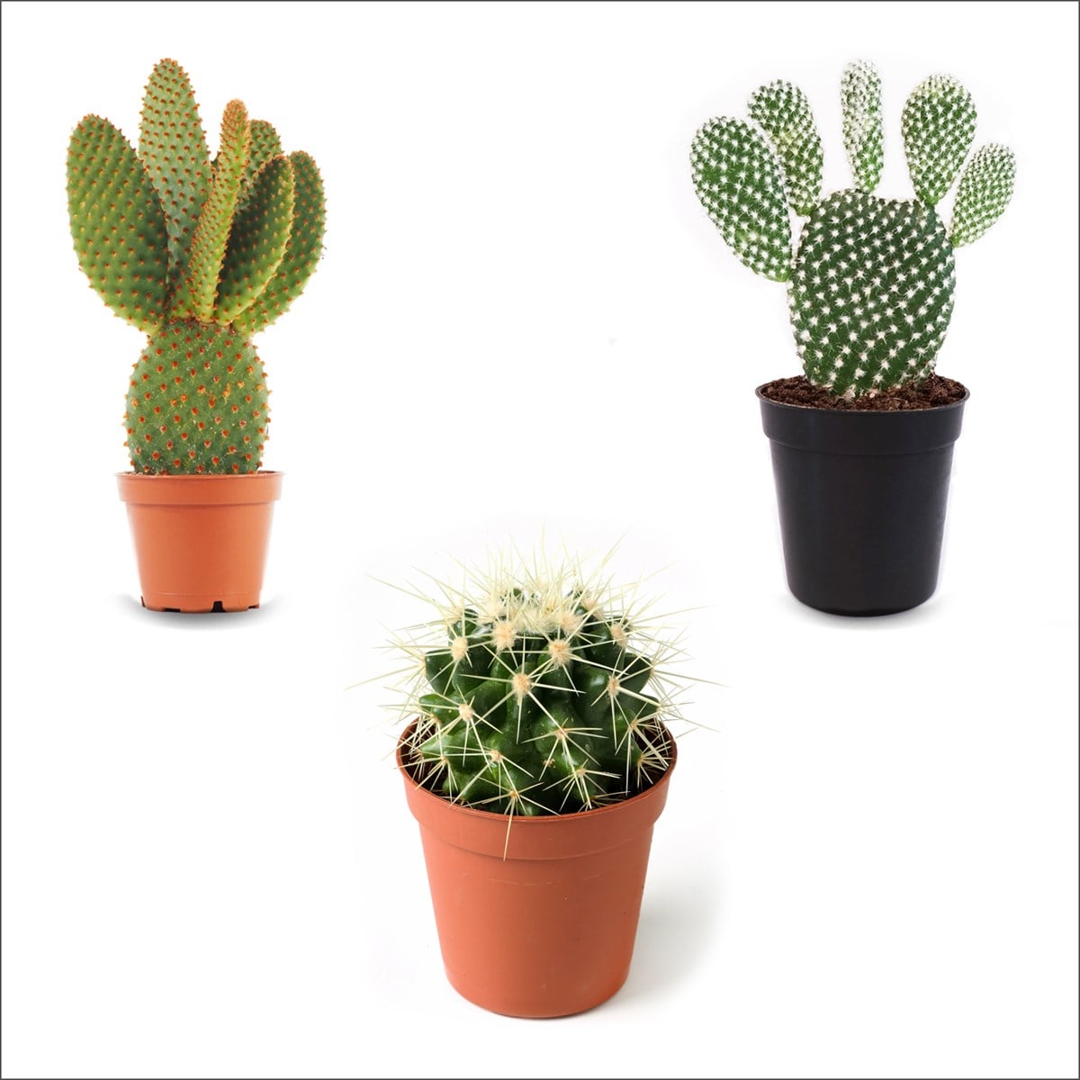 3'lü Kaktüs Set 4 (5,5 Cm)